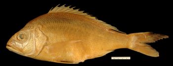 Media type: image; Ichthyology 26479